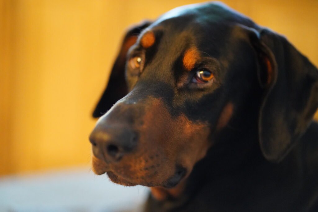 Pet Photography Sessions: Capturing Your Dog’s Essence